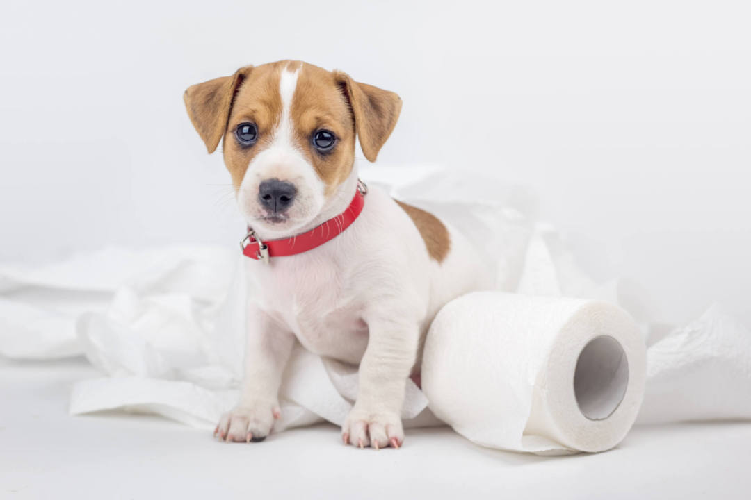 pies z papierem toaletowym