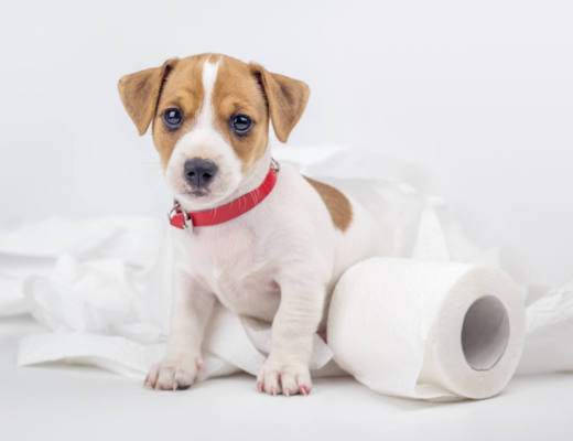 pies z papierem toaletowym